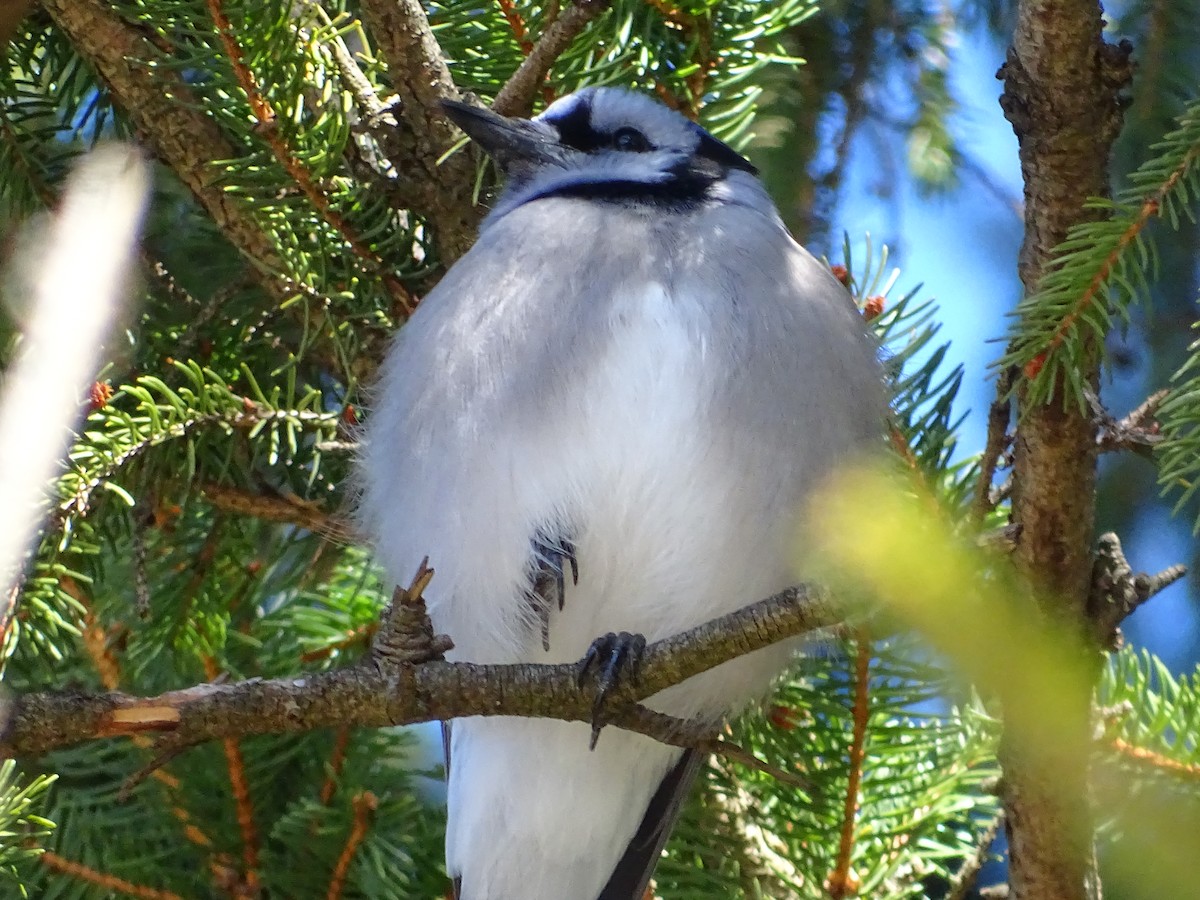 Blue Jay - ML632458153