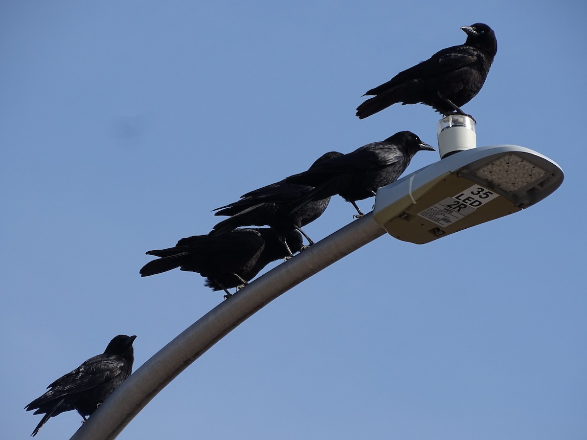 American Crow - ML632458164