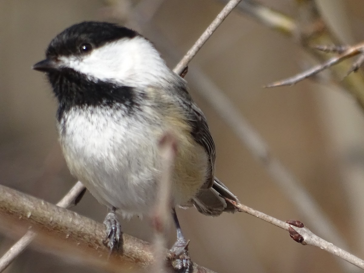 Black-capped Chickadee - ML632458166