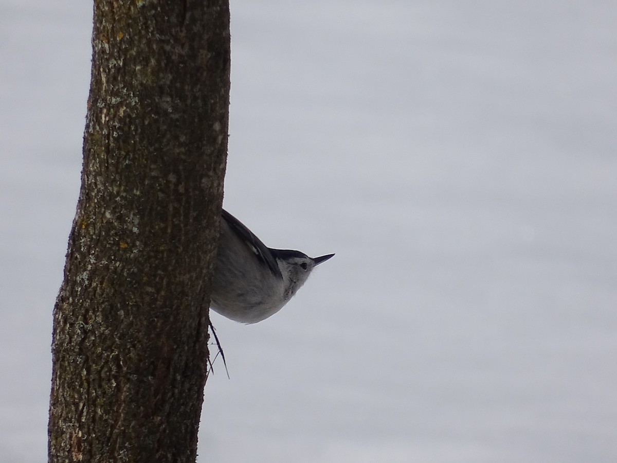 White-breasted Nuthatch - ML632458170