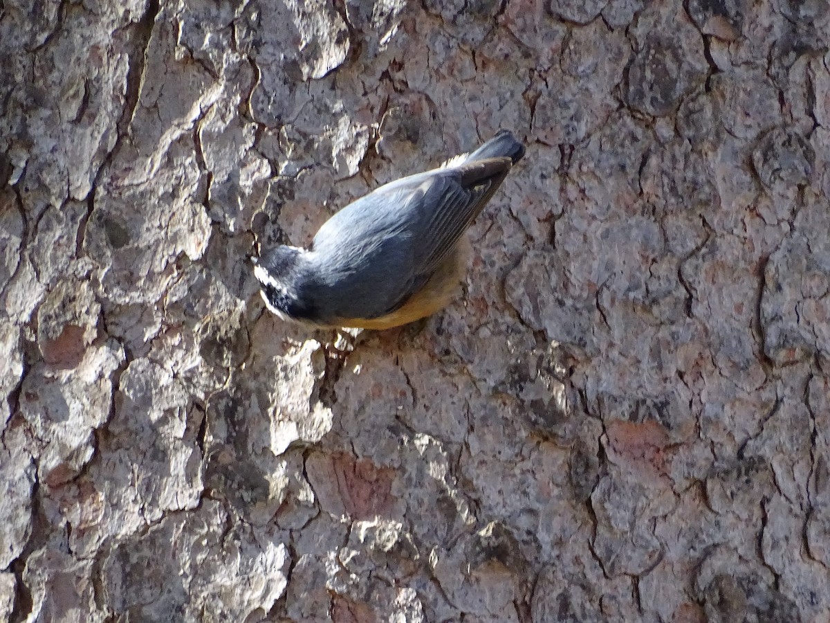 Red-breasted Nuthatch - ML632458179
