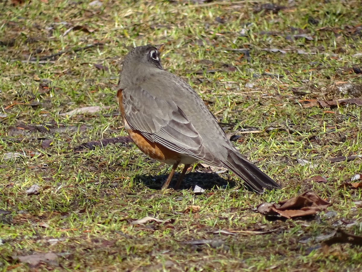 American Robin - ML632458230