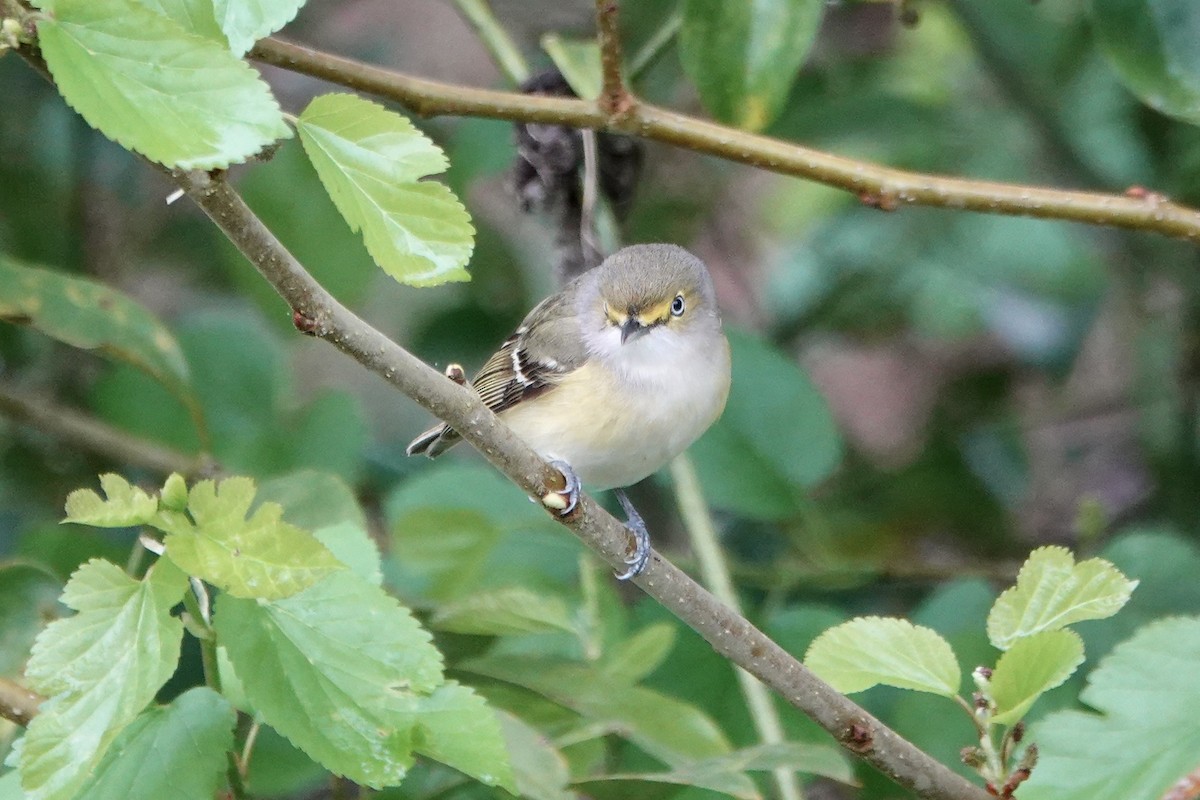 Viréo aux yeux blancs - ML632458250