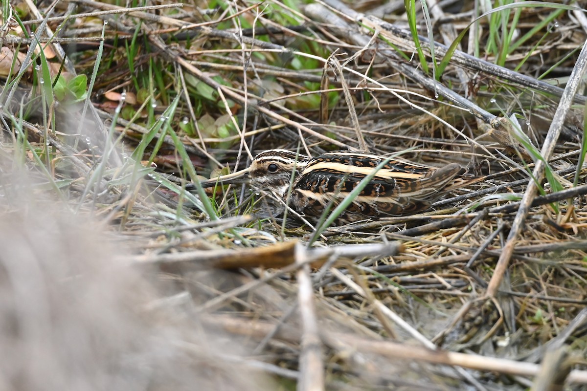 Jack Snipe - ML632458396