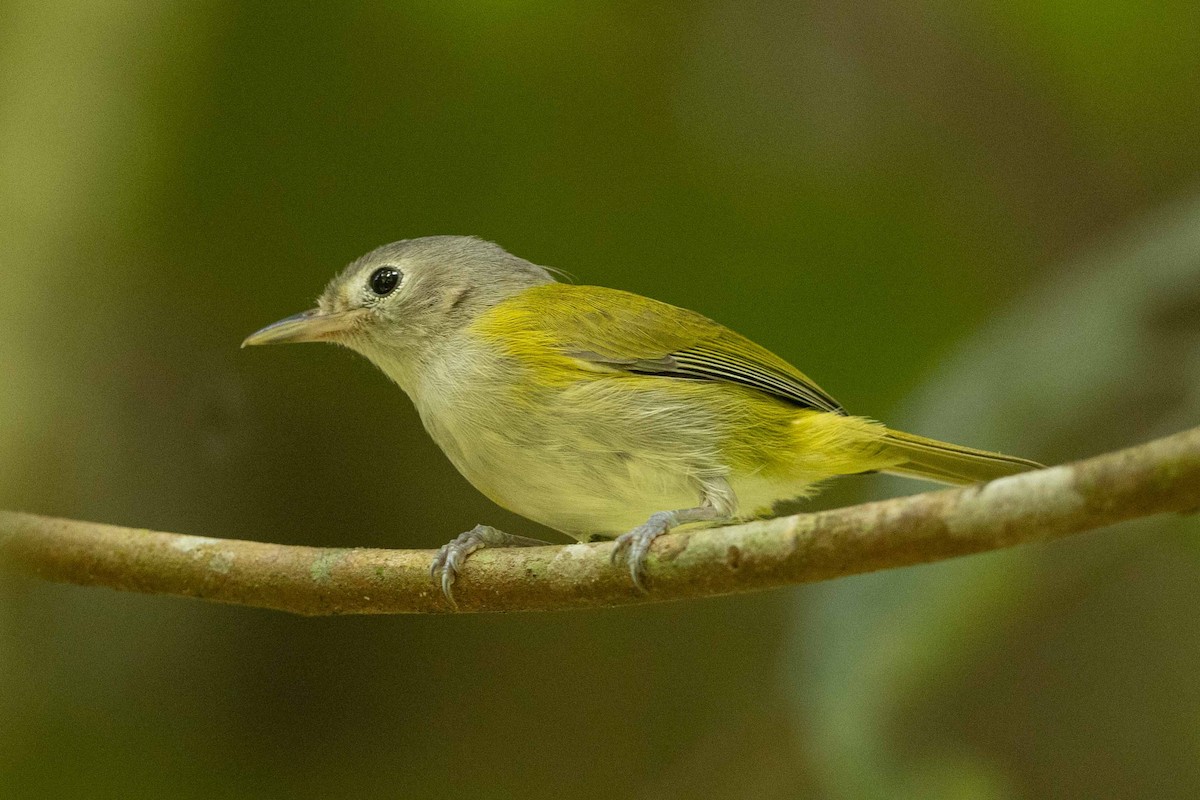 Lesser Greenlet - ML632458431