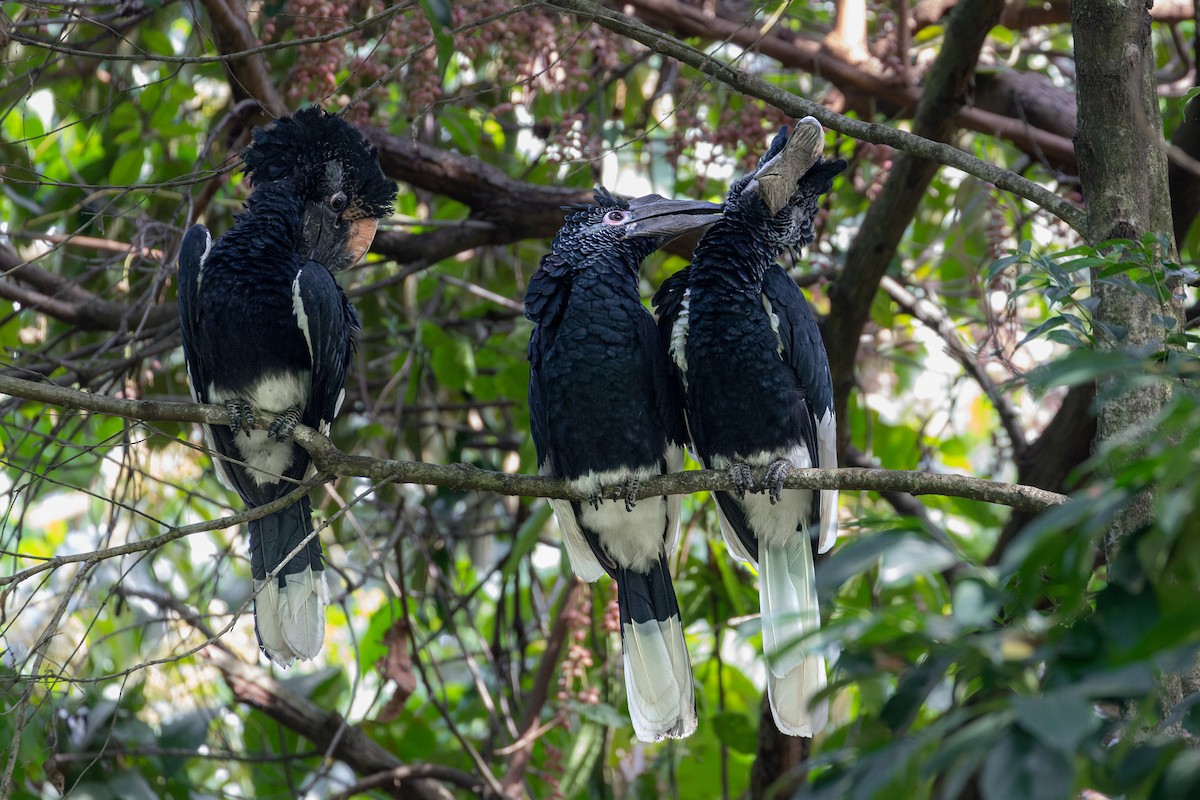 Black-and-white-casqued Hornbill - ML632458546