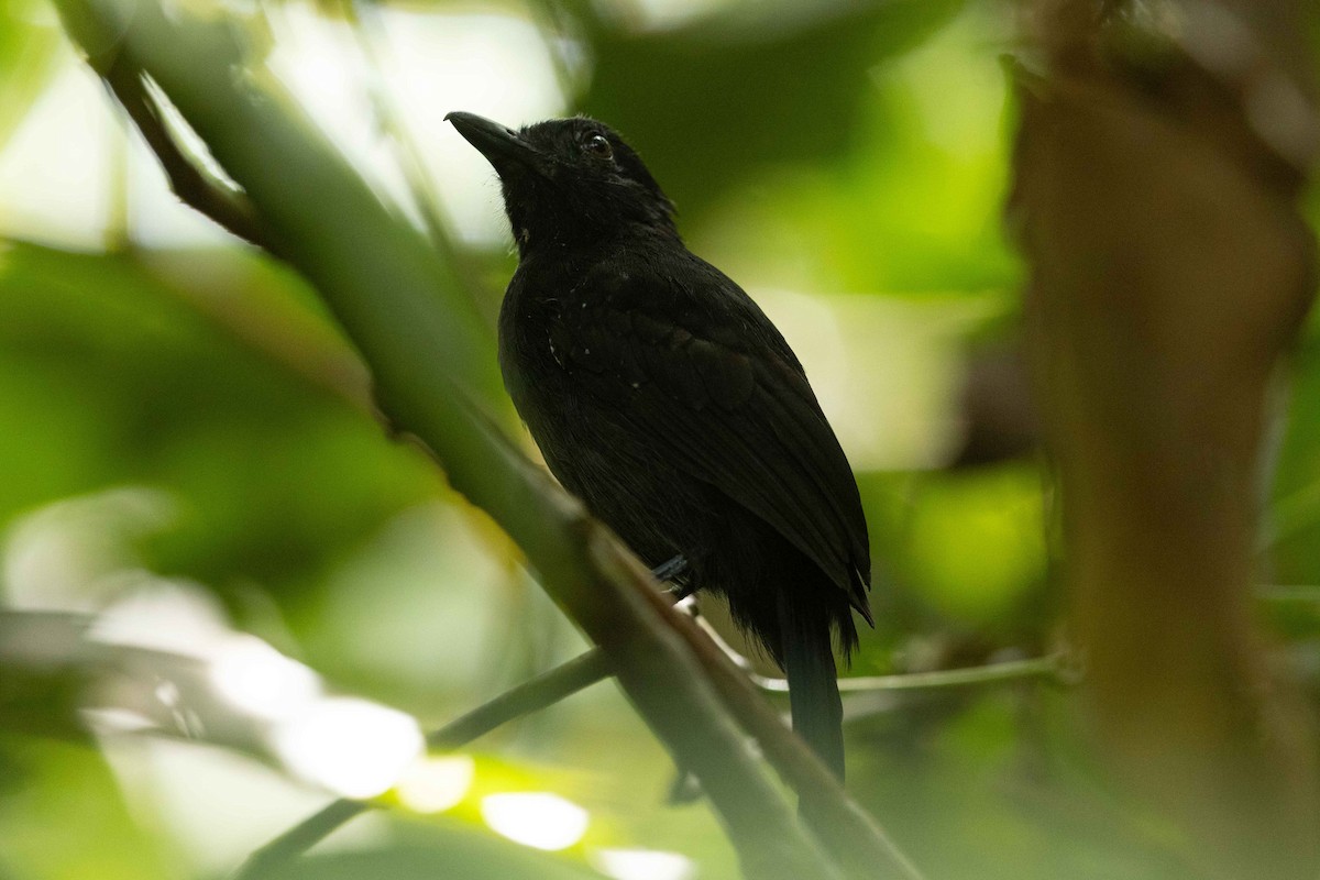Black-hooded Antshrike - ML632458617