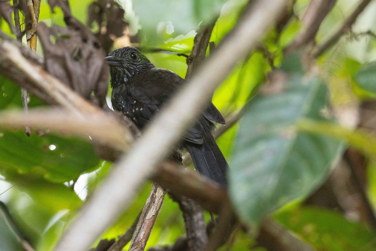 Black-hooded Antshrike - ML632458618