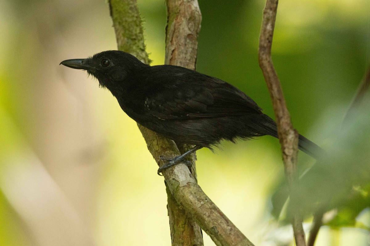Black-hooded Antshrike - ML632458619