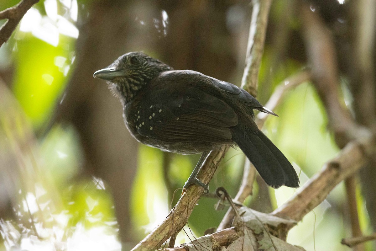 Black-hooded Antshrike - ML632458620