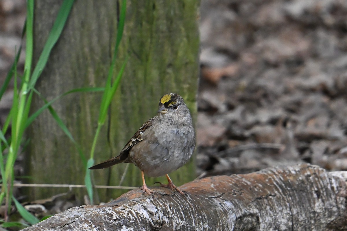 Golden-crowned Sparrow - ML632458644