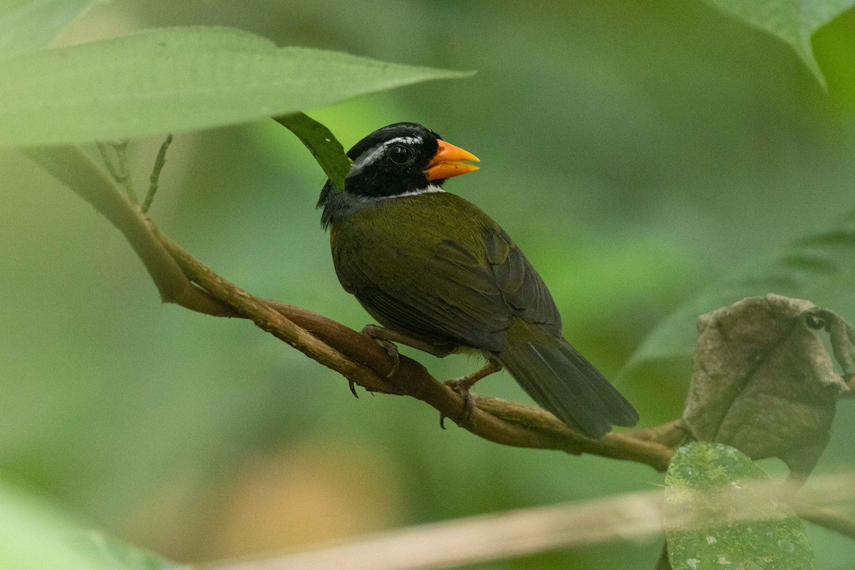 Orange-billed Sparrow - ML632458697