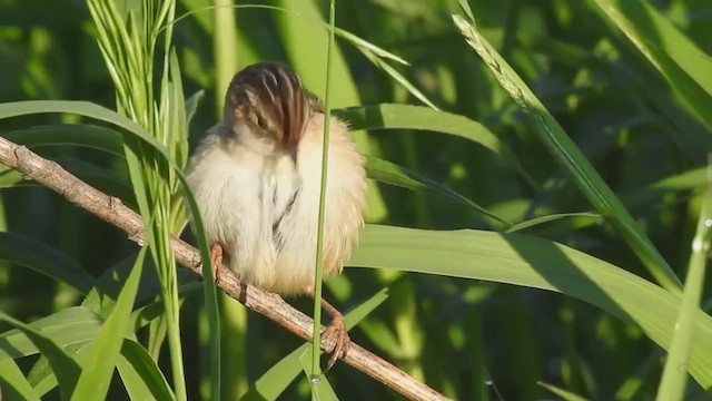 Marsh Wren - ML632458725