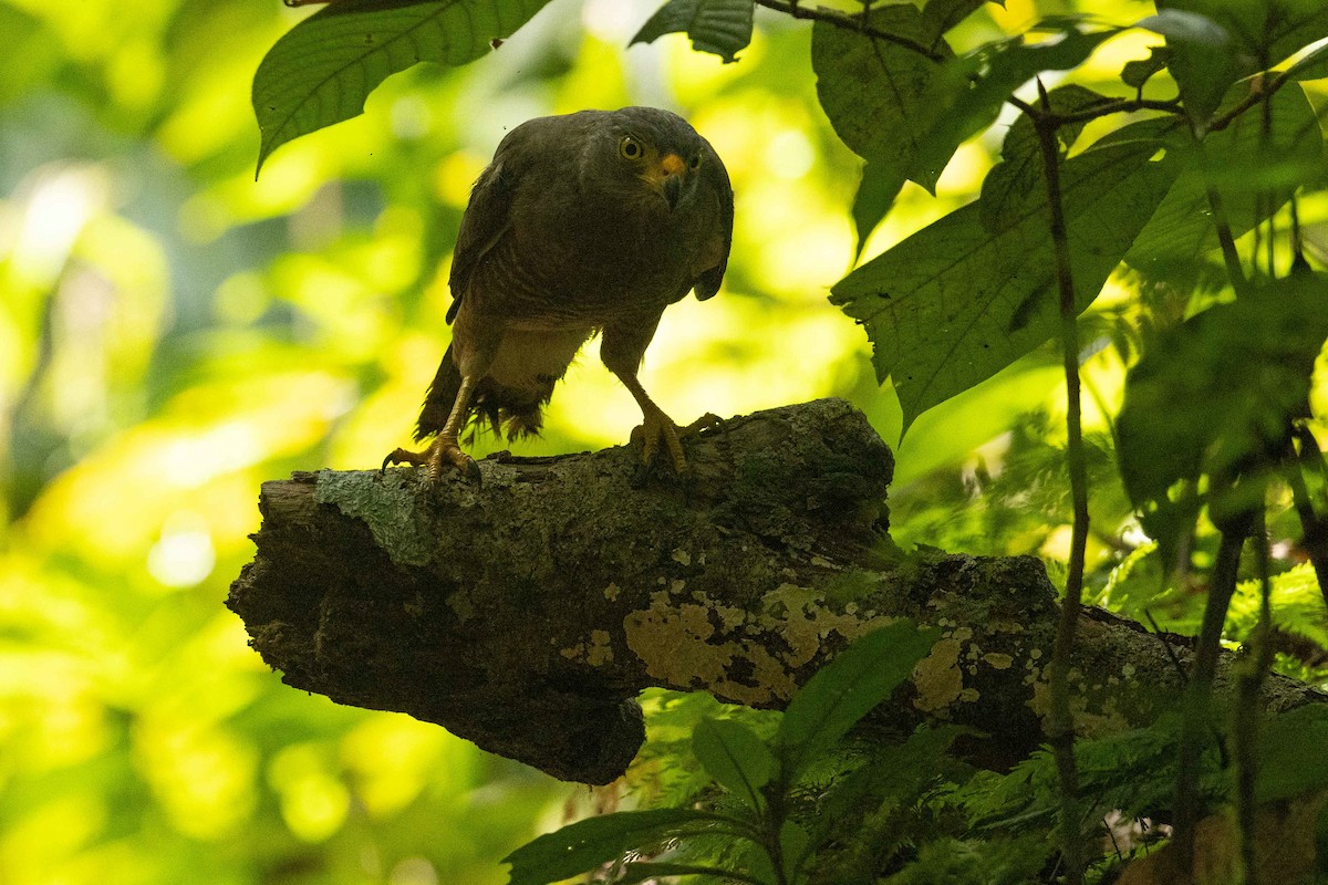 káně krahujová - ML632458838