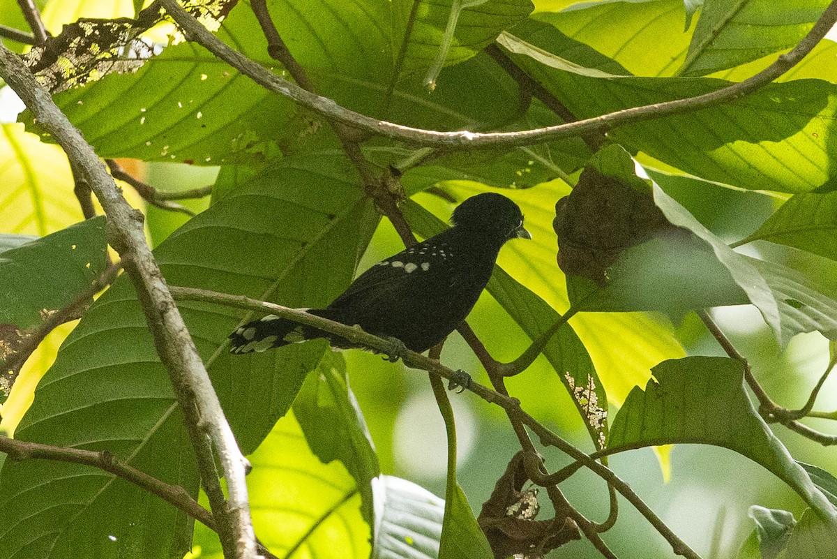 Dot-winged Antwren - ML632458871