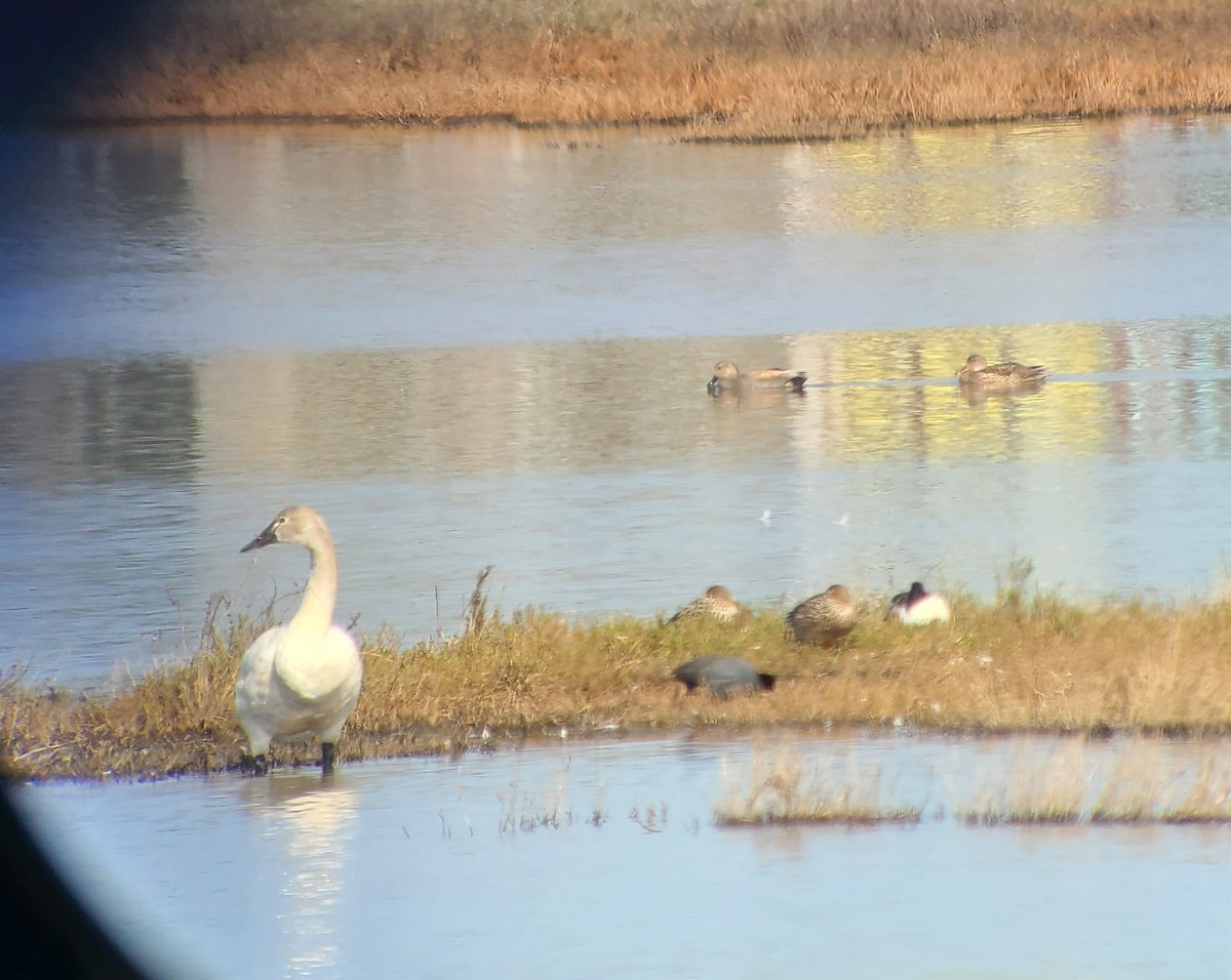 Tundra Swan - ML632458888