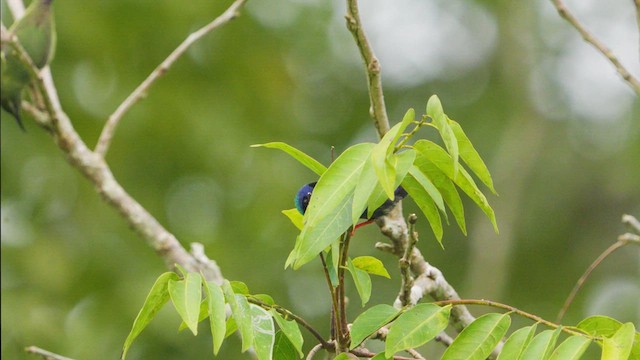 Red-legged Honeycreeper - ML632458892