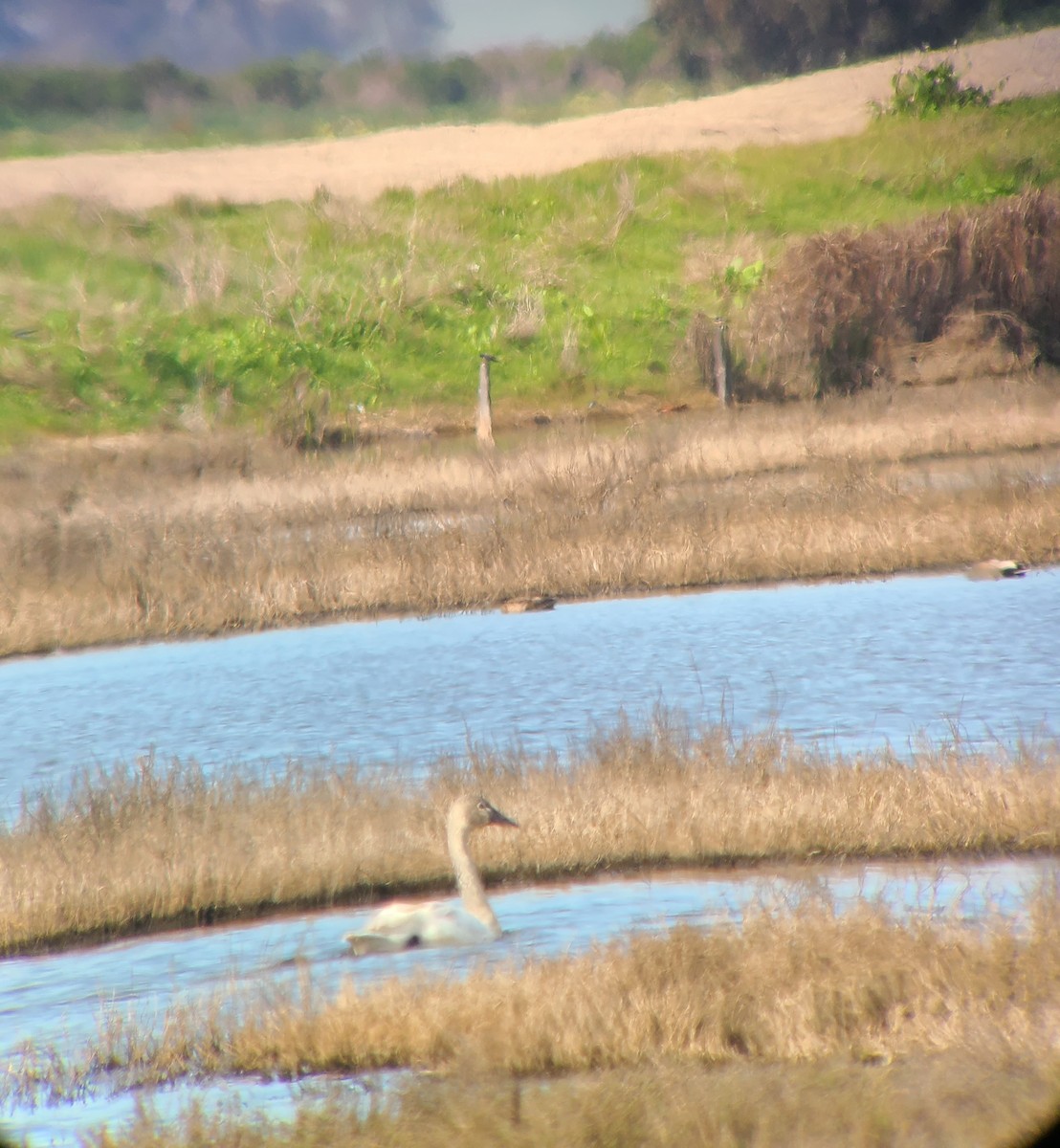 Tundra Swan - ML632458894