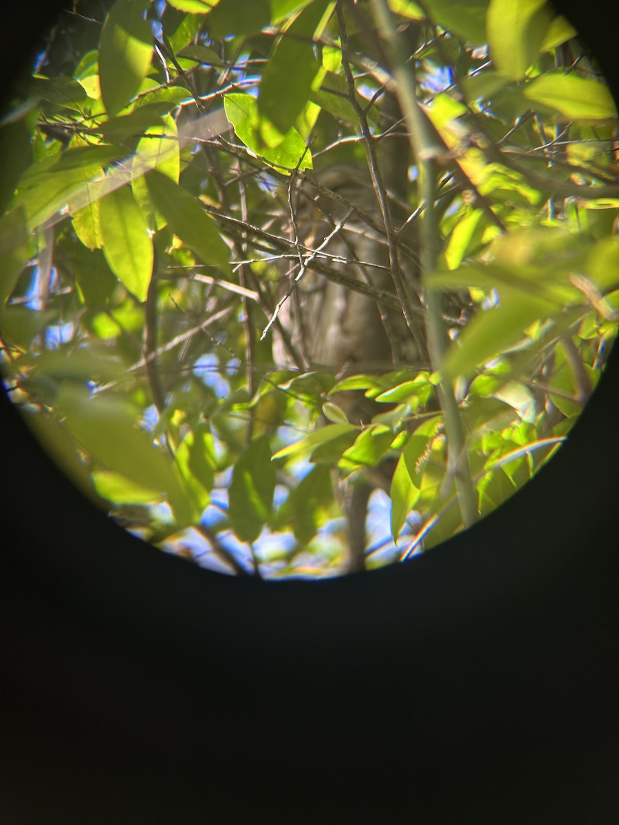 Barred Owl - ML632458900