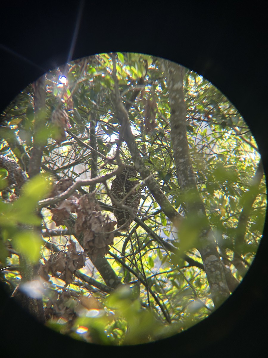 Barred Owl - ML632458901