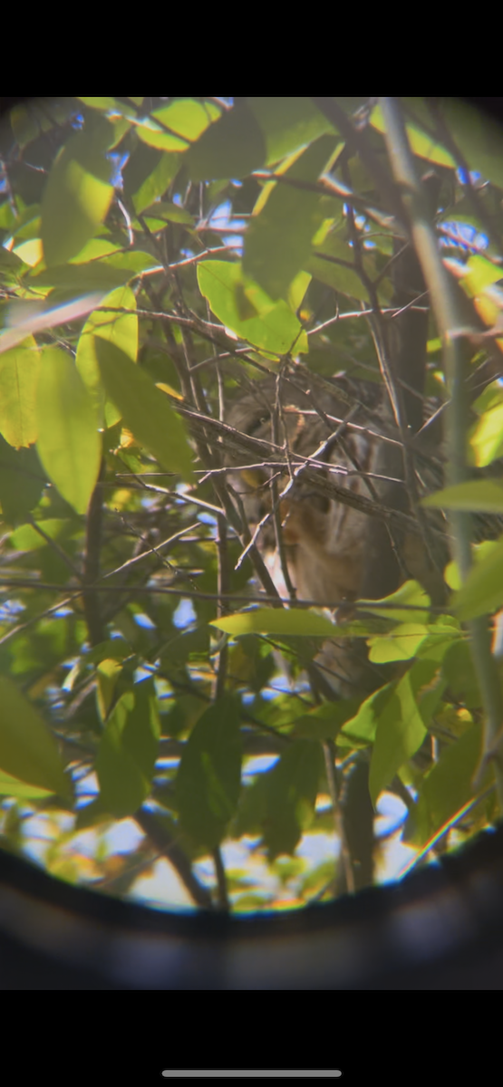 Barred Owl - ML632458902