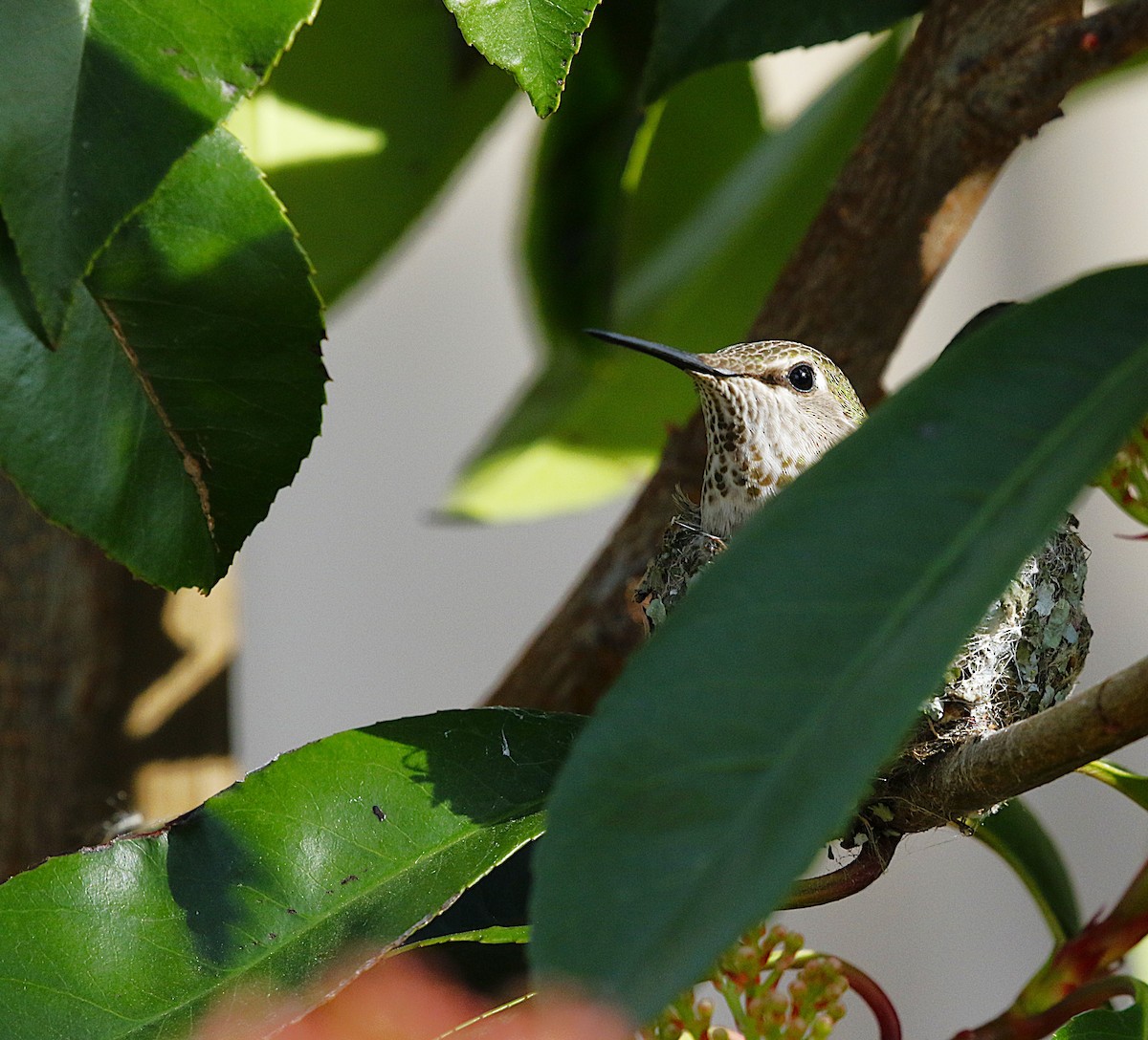 Anna's Hummingbird - ML632458931
