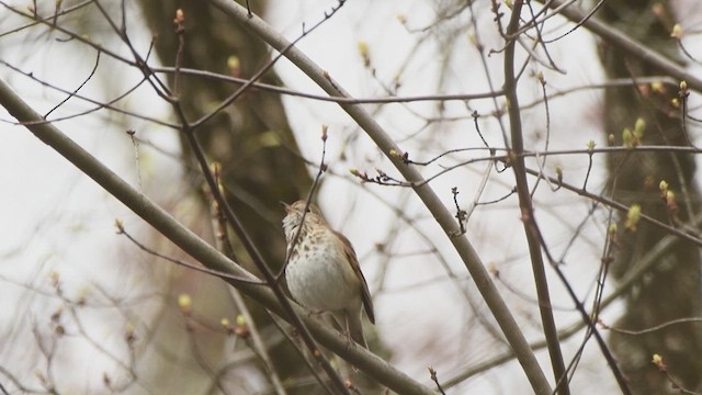 Hermit Thrush - ML632458978