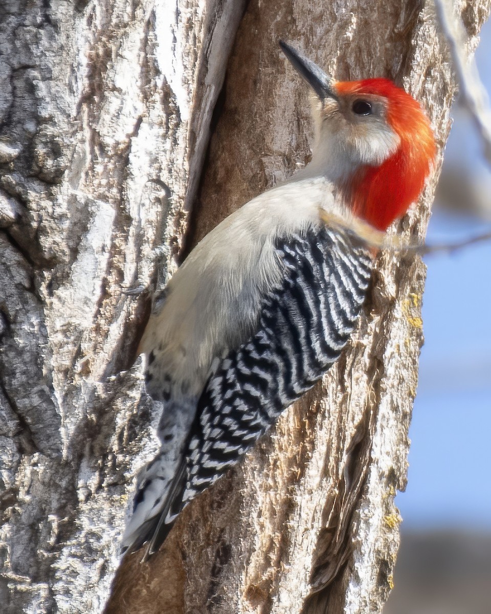 Red-bellied Woodpecker - ML632459039