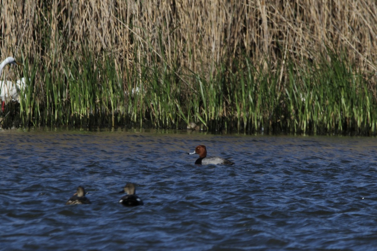 Redhead - ML632459041