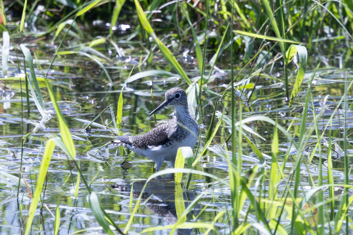 Solitary Sandpiper - ML632459064