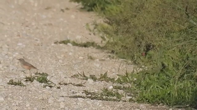 Rock Wren - ML632459091