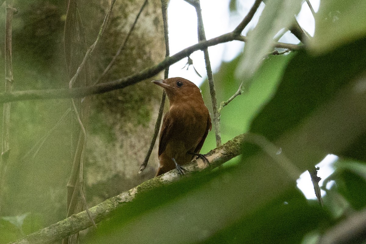 Rufous Piha - ML632459140