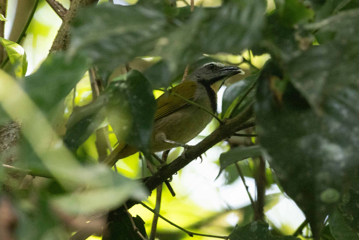 Buff-throated Saltator - ML632459191