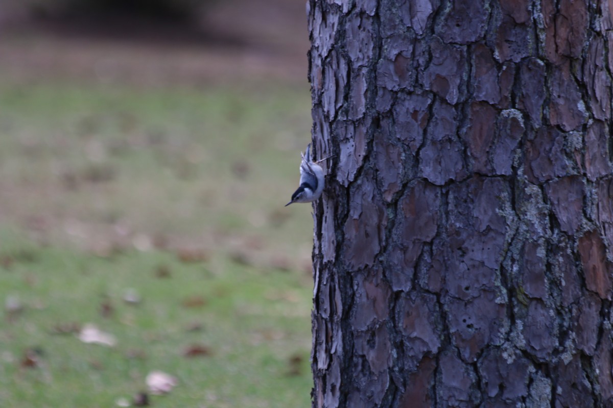 White-breasted Nuthatch - ML632459224