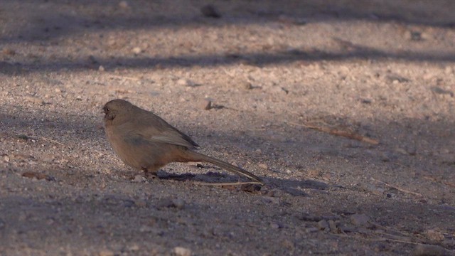 Abert's Towhee - ML632459537