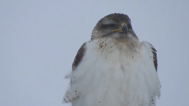 Ferruginous Hawk - ML632459606