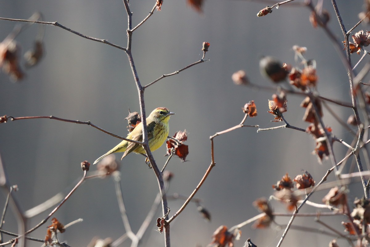 Palm Warbler - ML632459741