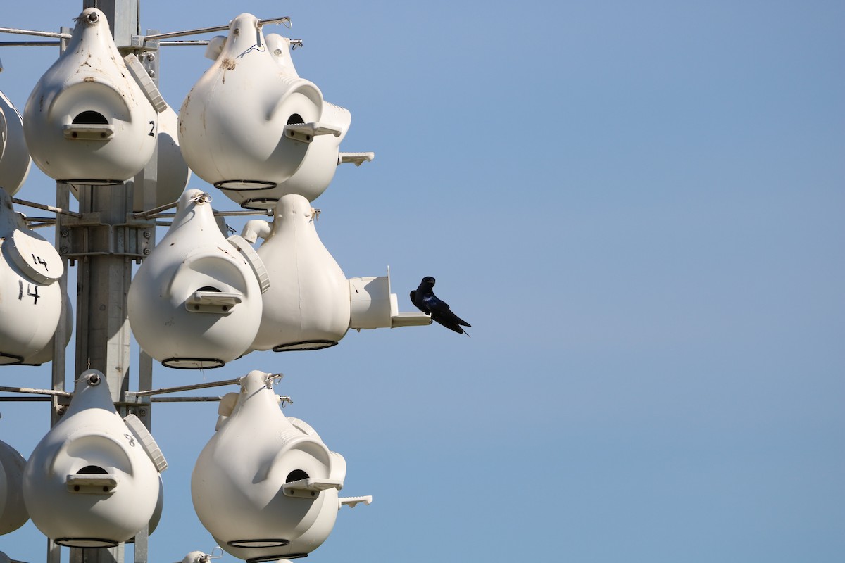 Purple Martin - ML632459834