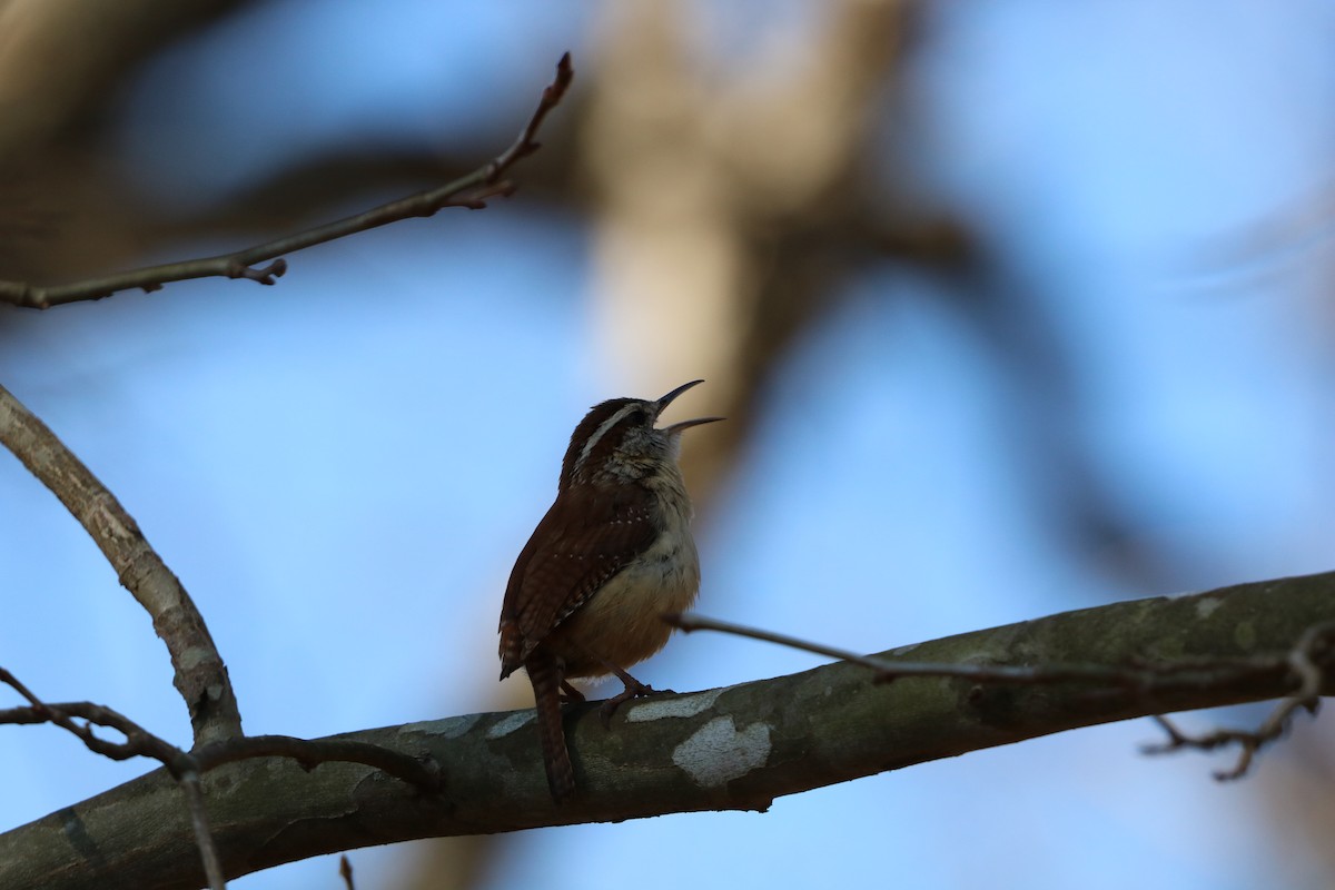 Carolina Wren - ML632459841