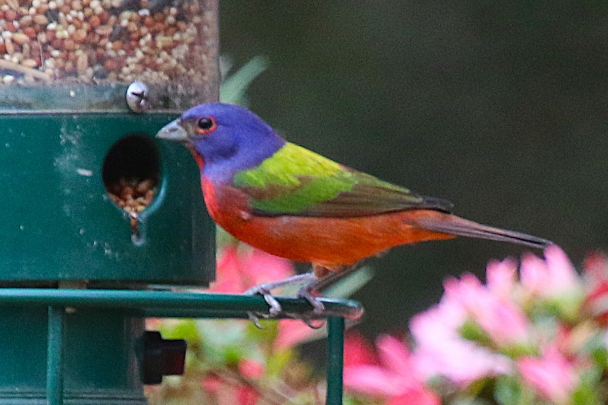Painted Bunting - ML632459958