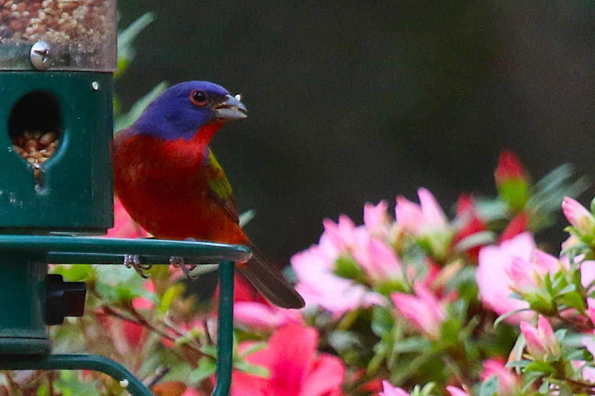 Painted Bunting - ML632459959