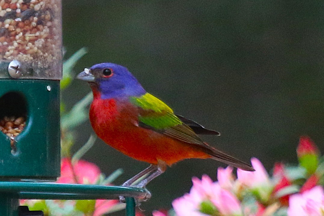 Painted Bunting - ML632459960