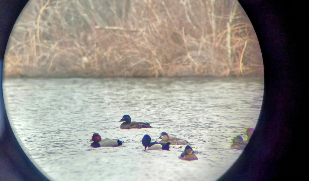 White-winged Scoter - ML632459979