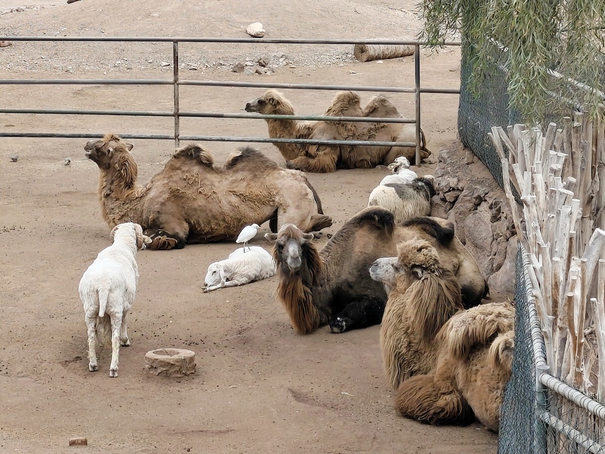 Чапля єгипетська західна - ML632460046