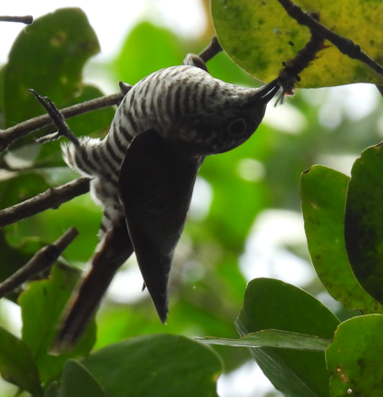 Little Bronze-Cuckoo - ML632460241