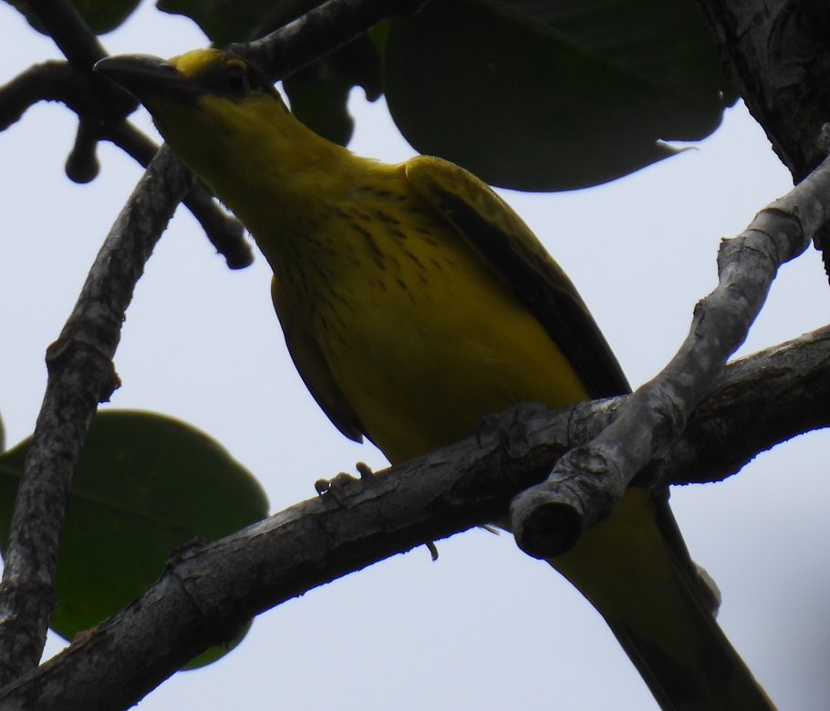 Black-naped Oriole (Philippine) - ML632460255
