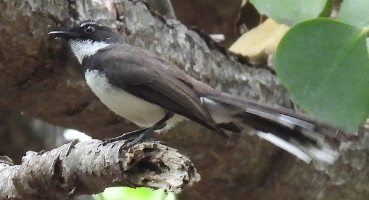 Philippine Pied-Fantail - ML632460273