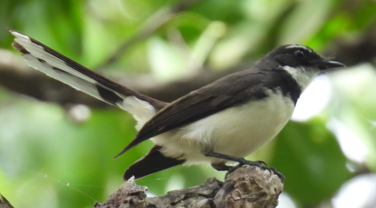 Philippine Pied-Fantail - ML632460274