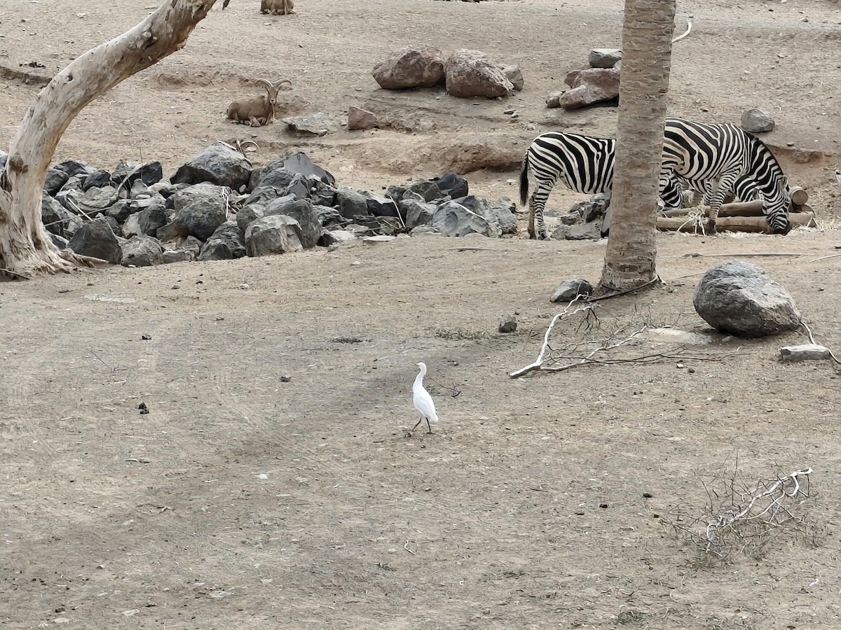 Чапля єгипетська західна - ML632460447