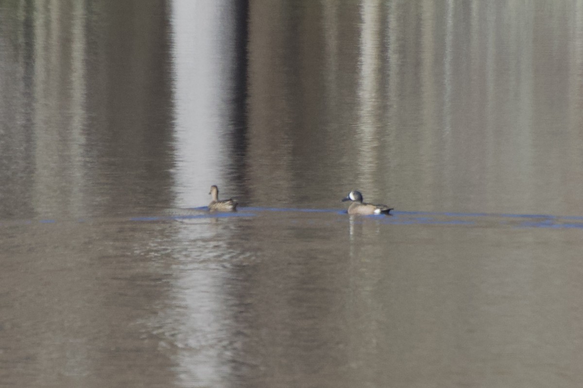 Blue-winged Teal - ML632460578